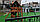Детская площадка «Заря Трихауз с рукоходом», качели, лестницы, домик с крышей,, фото 4