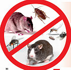 Уничтожение мышей в Актау, фото 2