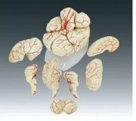 Модель «Мозг человека с артериями» - фото 1 - id-p61954670
