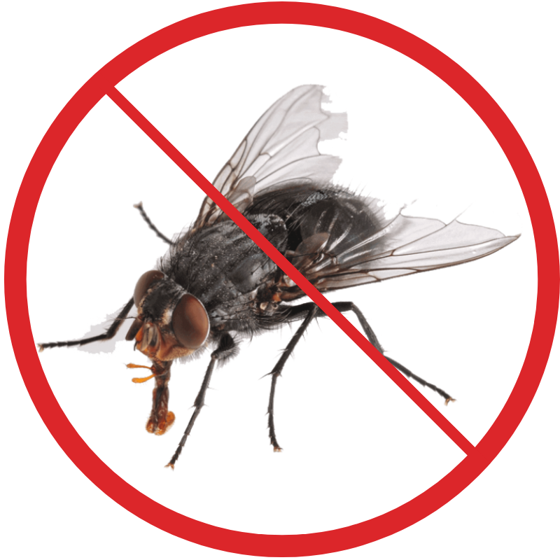 борьба с мушкой. народные методы избавления от мух. борьба с мушкой. борьба с мушкой. борьба с мушкой.