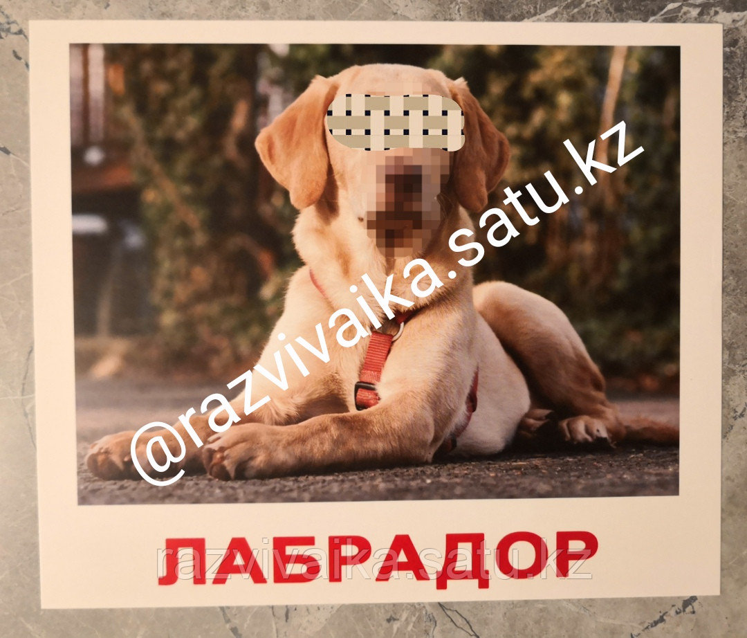 Породы собак 20 карточек - фото 1 - id-p8360139