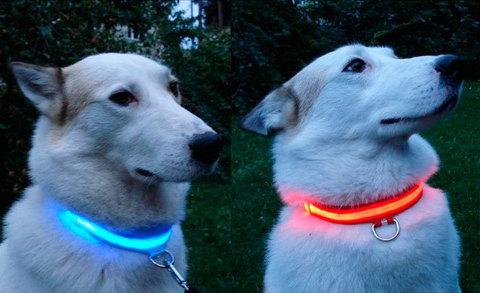 Ошейник для собак светодиодный USB (Синий) - фото 6 - id-p62008407