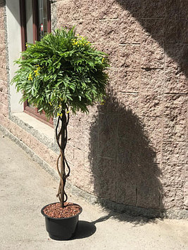 Искусственное дерево мимоза (ботаническая копия) высота