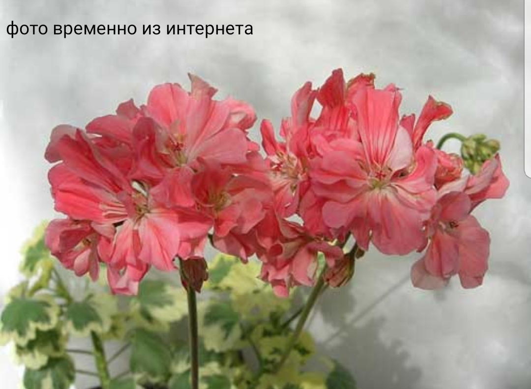 Richard Upward / укор.черенок