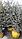 Саженцы - Сосна обыкновенная, фото 10