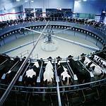 Оборудование для молочной фермы: виды доильных залов