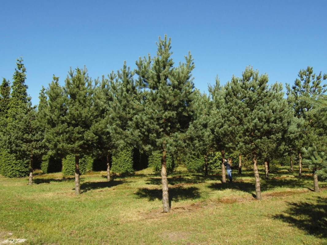 Много хвойных. Сосна обыкновенная Pinus Sylvestris. Сосна обыкновенная Брунс. Сосна ниваки. Сосна обыкновенная Империал Гарден.