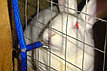 Ниппельная поилка для кроликов , фото 2