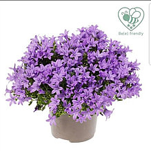 Ambella Lavender / взрослое цветущее растение